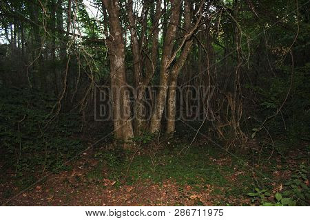 Dense Forest Next To The Agios Nikolaos Park Naousa Greece