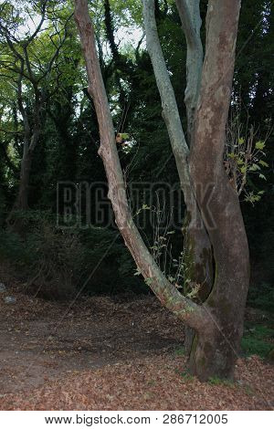 Dense Forest Next To The Agios Nikolaos Park Naousa Greece
