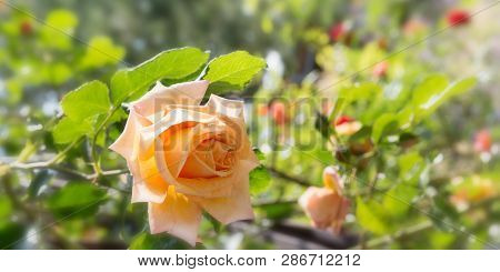 Blooming Yellow Orange English Roses In The Garden On A Sunny Day.
