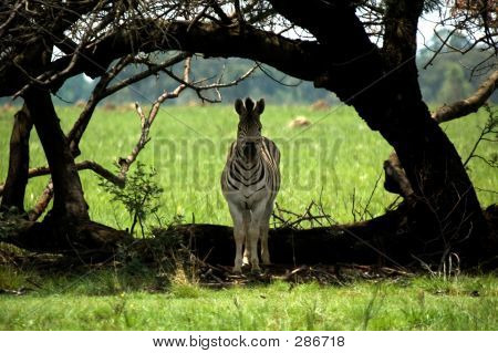 Zebra