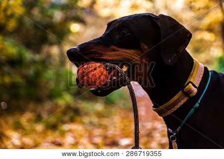 A Big Black Doberman Dog With Uncropped Ears Holding An Orange Ball With A Rope In Its Teeth Against