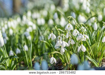 White Blooming Snowdrop Folded Or Galanthus Plicatus With Water Drops