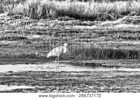 An African Spoonbill, Platalea Alba, At The Geelbek Bird Hide On The Langebaan Lagoon On The Atlanti