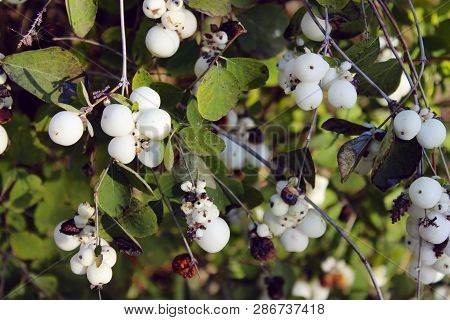 Abstract Nature. Beautiful Nature Background. Cropped Shot Of A White Berries On A Bush.
