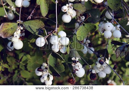 Abstract Nature. Beautiful Nature Background. Cropped Shot Of A White Berries On A Bush.