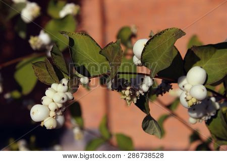 Abstract Nature. Beautiful Nature Background. Cropped Shot Of A White Berries On A Bush.