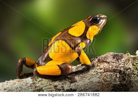 dartfrog or harlequin poison dart frog, Oophaga histrionica, a poisonous animal from the rain forest in Colombia. Jungle amphibian with bright yellow warning colors