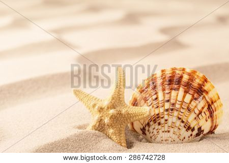 sea shell and starfish on rippled sand of tropical beach. Concept for freedom and summer  vacation