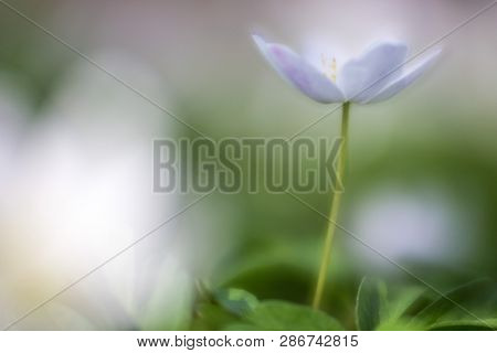 early spring wild flower , wood anemone in soft focus with shallow depth. Beaytiful dreamy and romantic white wildflower depicting purity and serenity of pristine nature