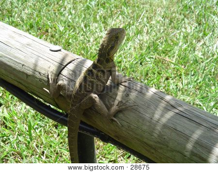 Lagarto em cerca de