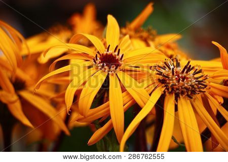 The Ligularis Dentata Plentifully Blossoms Yellow Bright Flowers.