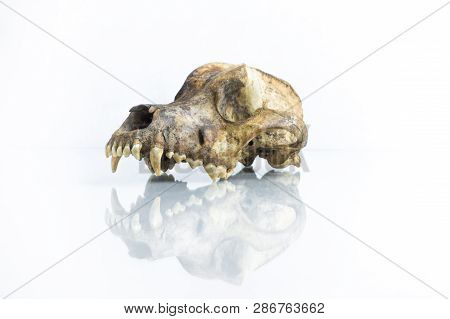 Isolated 3/4 View Of Dog Skull With White Background And Reflection