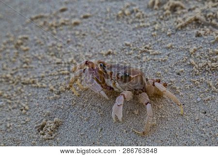 Horned Ghost Crab ( Ocypode Ceratophthalmus) On The Sand Close-up. Zanzibar, Tanzania