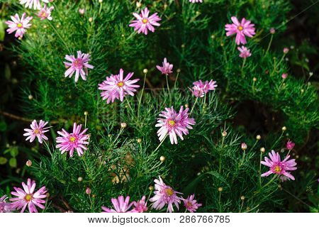 Beautiful Flowers , Pink Flowers Blooming In The Garden.