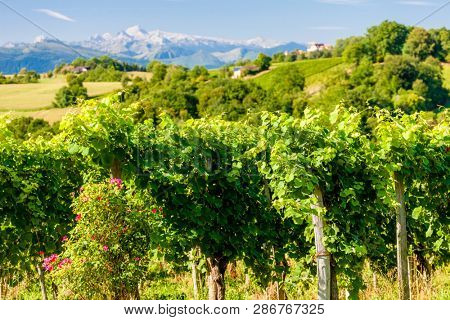 vineyard, Jurancon, France