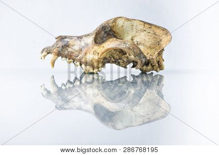 Isolated Side View Of Dog Skull With White Background And Reflection