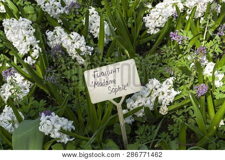 Hyacinth Of The Madame Sophie  Species On A Flowerbed. Translation Of The Word On Nameplate: 