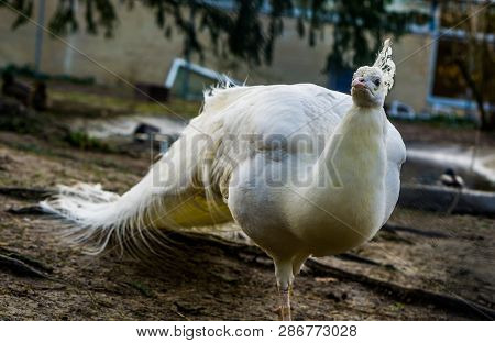 Beautiful White Peacock Walking In Close Up, Popular Color Mutation In Aviculture, Tropical Bird Fro
