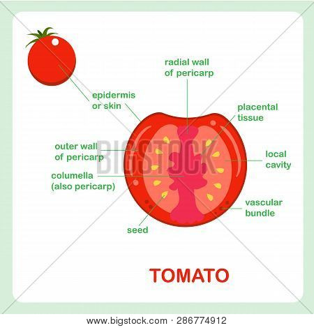 Fruit Structure Of Tomato, Cross Section. Banner For Education, Biology Lessons Design Element For W
