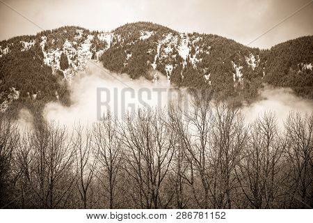 Sepia Trees Snow Mountains Winter Washiington State
