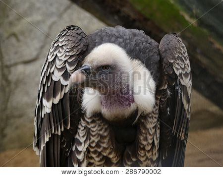 Trigonoceps Occipitalis - White Headed Vulture Portrait View