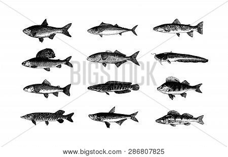 Vector Hand Drawn Fishes Sketch Illustration On White Background