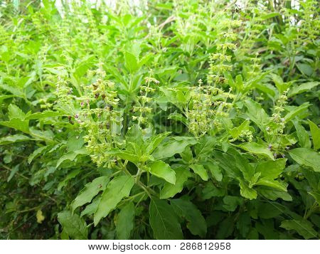 Holy Basil Leaf / Asia Green Basil Tree And Flower Nature Vegetable Garden Background - Ocimum Sanct