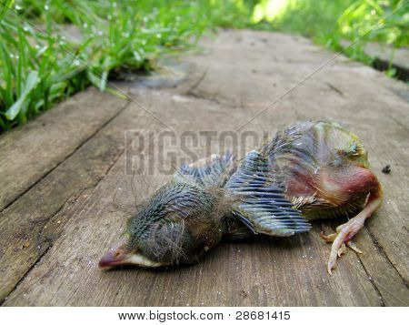 Död Baby Robin liggande på en planka