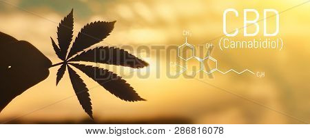 Cbd Cannabis Formula. Cbd Oil Cannabis Extract, Medical Hemp Concept