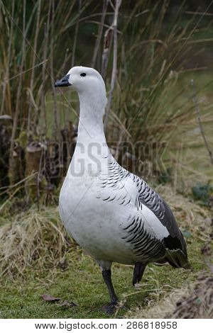 Falkland Upland Goose Or Greater Magellan Goose - Chloephaga Picta Leucoptera 
Male From Falkland Is
