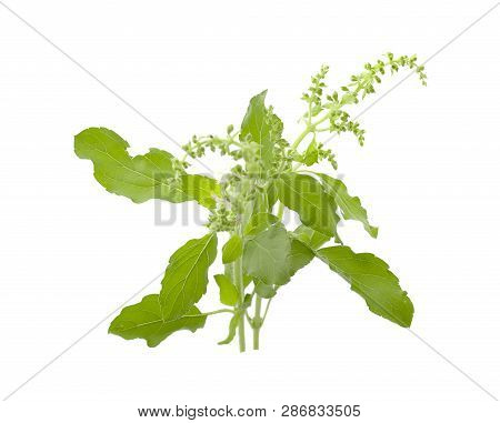 Holy Basil An Isolated On White Background