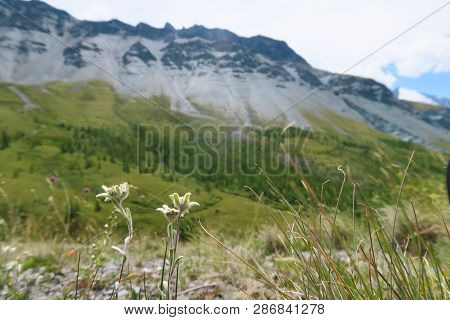 Edelweiss Flowers On The Background Of Mountains. Mountain Summer Landscape, Green Nature Scape Moun