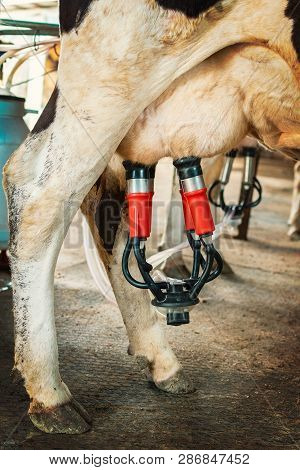 Close-up Automatic Milking Machine Attached To The Udders Of A Domestic Dairy Cow On Organic Farm. -