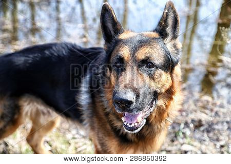 Dog German Shepherd Near Water In A Sping Day
