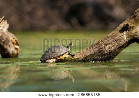 Indian Roofed Turtle, Pangshura Tecta, Bharatpur, Rajasthan, India