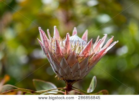 King Protea Or  Protea Cynaroides The National Flower Of South Africa