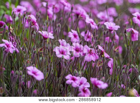 Matthiola Maderensis Is A Flowering Plant Species Of Stock In The Brassicaceae Family, Native And En