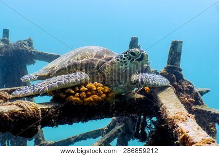 Sea Turtle Resting On Ship Wreck - Mabul Island, Borneo, Malaysia