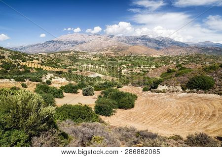 Rural Country And Lot Of Olive Trees In Crete Island, Greece