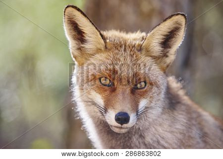 Fox Head With Geen Background. Wildlife In The Forest. Animal