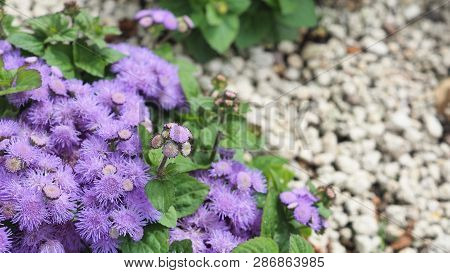 Floss Flower Close Up In Garden At Hokkaido Japan.