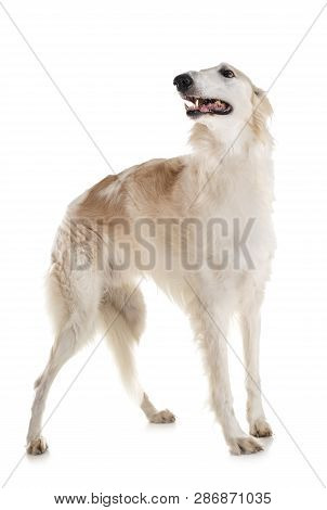White Borzoi In Front Of White Background