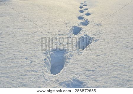 Footprints In The Snow, Snowdrift, Deep Snow