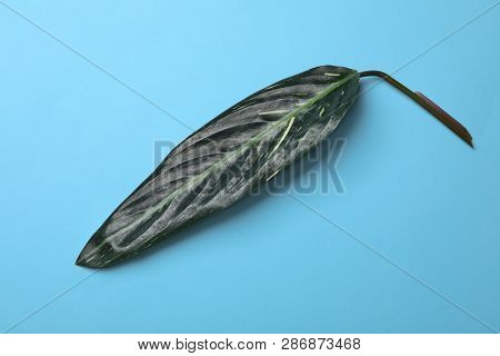 Leaf Of Tropical Stromanthe Plant On Color Background, Top View