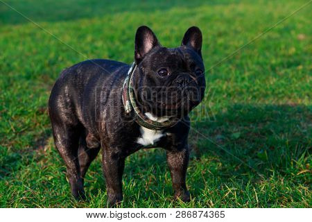 Dog Breed French Bulldog Is Stand On Green Grass