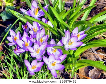 Crocus Tommasinianus - Early Crocus Blooming In England, Uk
