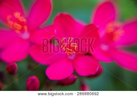 Little Red Peregrina Flowers In The Garden