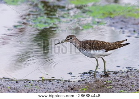 Green Sandpiper Or Tringa Ochropus Walks On Lake