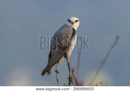 Black Winged Kite, Elanus Caeruleus, Uran, Maharashtra, India