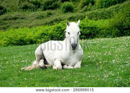 White Horse In Dingle Peninsula, Kerry, Ireland In Europe